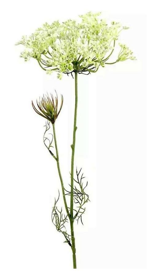 Heracleum Sphondylium Wit - 70 cm, Huis en Inrichting, Woonaccessoires | Kunstplanten en Kunstbloemen, Nieuw, Verzenden