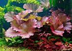 Nymphaea lotus rood aquariumplant - Rode tijgerlotus, Ophalen of Verzenden, Nieuw, Plant(en), Steen of Hout