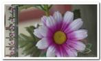 Gerbera zijde bloemen guirlande Wit/paars Gerbera zijde, Nieuw, Ophalen of Verzenden