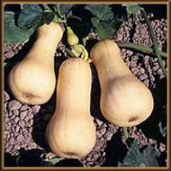 Waltham Butternut - 1000 zaden Waltham Butternut, Hobby en Vrije tijd, Knutselen, Nieuw, Ophalen of Verzenden