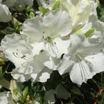 Rhododendron Azalea Pleasant White - Potmaat 2 liter, Tuin en Terras, Planten | Tuinplanten, Ophalen of Verzenden