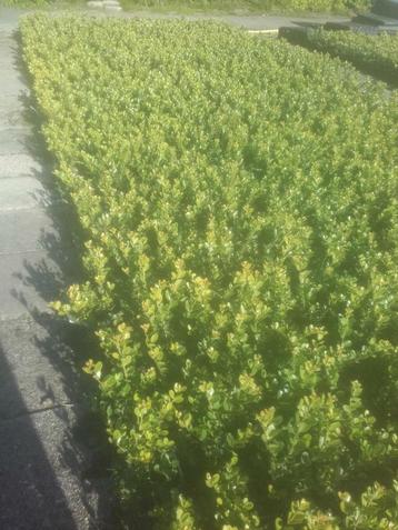 Ilex green hedge glory gem BUXUS vervanger beschikbaar voor biedingen