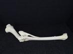 Northern Giraffe - Bot - Giraffa camelopardalis (with Import, Nieuw