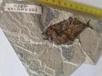 Vis Skelet - Serranide - 3 cm - 20 cm - 20 cm - (1), Verzamelen, Mineralen en Fossielen