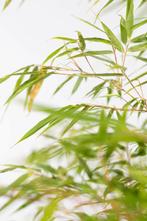 Bamboe / Fargesia Rufa 80-100 cm, Tuin en Terras