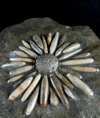 Fossiele zeester van hoge kwaliteit!!! - Pantser met, Verzamelen