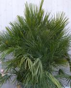 winterharde palmboom chamaerops humilis 160 cm hoog, Tuin en Terras, Planten | Bomen, Verzenden