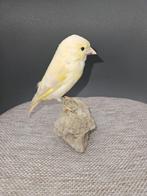 Isabel pastel groenling Taxidermie volledige montage -, Nieuw