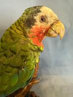 Papegaai Taxidermie volledige montage - Amazona leucocephala, Nieuw