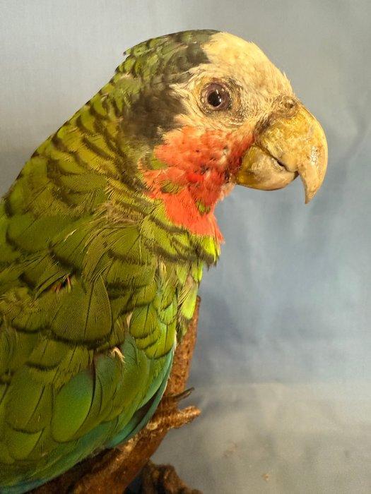 Papegaai Taxidermie volledige montage - Amazona leucocephala, Verzamelen, Dierenverzamelingen