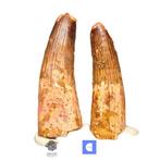 Set van 2 Grote Gewortelde Spinosaurus Dinosaur Tand -, Verzamelen, Mineralen en Fossielen
