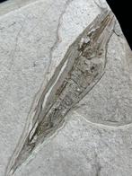 Trompetvis Trichurus strigatus - Fossiel skelet - Centricus