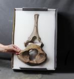 Grote mammoet thoracale wervel met ruggengraat -, Verzamelen, Mineralen en Fossielen