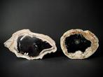 Fossiel hout - Gefossiliseerd hout - Dipterocarpus sp. en