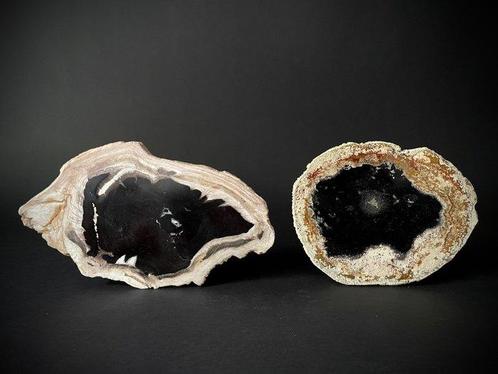 Fossiel hout - Gefossiliseerd hout - Dipterocarpus sp. en, Verzamelen, Mineralen en Fossielen