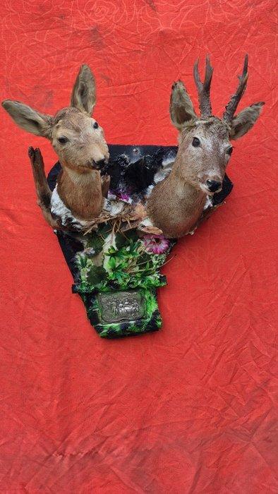 Reebok Taxidermie wandmontage - Capreolus capreolus -, Verzamelen, Dierenverzamelingen