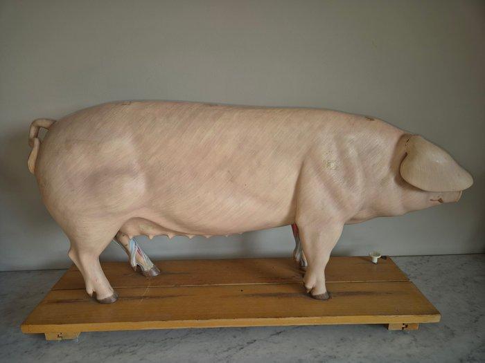 Anatomisch model - Composiet - 1980-1990 - Somso - Large, Antiek en Kunst, Antiek | Wandborden en Tegels