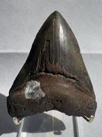 Megalodon - Fossiele tand - Carcharocles megalodon - 11.1 cm, Verzamelen, Mineralen en Fossielen