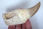 Tylosaurus - Fossiele tand - Hainosaurus aff. - 11,5 mm -, Verzamelen, Mineralen en Fossielen