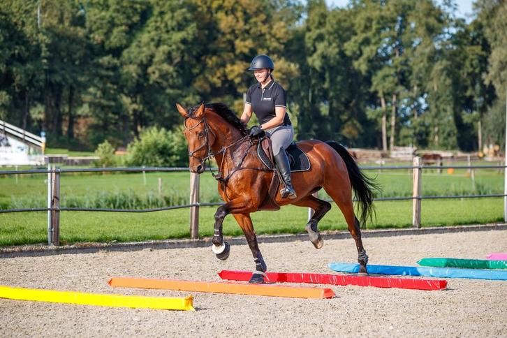 Zachte Hindernisbalk - Blauw, Dieren en Toebehoren, Paarden en Pony's | Overige Paardenspullen, Springen, Nieuw, Verzenden