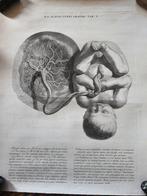 Albinus, Uterus, Tab. V, illustration from Tabulae ossium, Antiek en Kunst