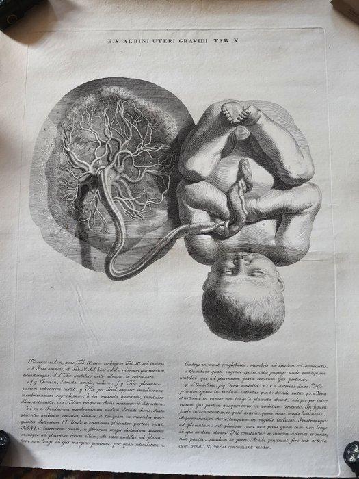 Albinus, Uterus, Tab. V, illustration from Tabulae ossium, Antiek en Kunst, Antiek | Boeken en Bijbels