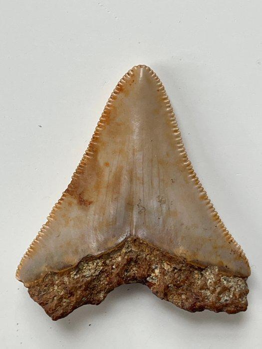 Megaldon tand 4,7 cm - Fossiele tand - Carcharocles, Antiek en Kunst, Curiosa en Brocante