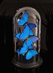 Limited Morpho Butterfly dome Magic Blue under large Dome