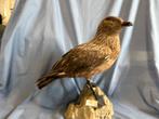 Grote schaar Taxidermie volledige montage - Stercorarius, Nieuw