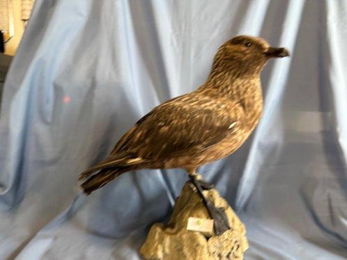 Grote schaar Taxidermie volledige montage - Stercorarius, Verzamelen, Dierenverzamelingen