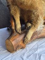 Wasbeer Taxidermie wandmontage - Procyon lotor - dans une, Verzamelen, Dierenverzamelingen, Nieuw