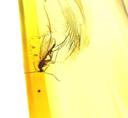 Authentieke Baltische Barnsteen met fossiele insect MOSQUITO, Verzamelen, Dierenverzamelingen