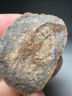 Prachtige 240 miljoen jaar oude garnalen - Fossiele