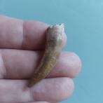 Zeereptiel - Fossiele tand - Plesiosaurus sp. - 46 mm - 10