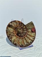 Ammoniet - Gefossiliseerde schelp - Aioloceras (Cleoniceras), Verzamelen, Mineralen en Fossielen