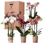 Kolibri Orchids - Surprise box mix - planten voordeel box -, Verzenden, Nieuw