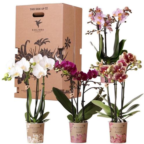 Kolibri Orchids - Surprise box mix - planten voordeel box -, Huis en Inrichting, Woonaccessoires | Wanddecoraties, Nieuw, Verzenden