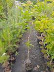Walnootboom, Juglans regia potgekweekt, 100-150 cm €7,50