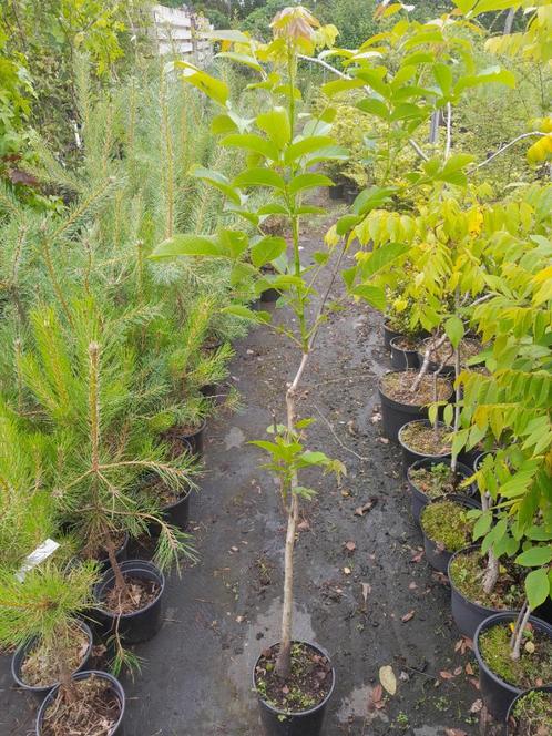 Walnootboom, Juglans regia potgekweekt, 100-120 cm €7,50, Tuin en Terras, Planten | Bomen, Overige soorten, In pot, 100 tot 250 cm