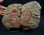 Trilobiet - Gefossiliseerd dier - Asaphellus fezouatensis de, Verzamelen