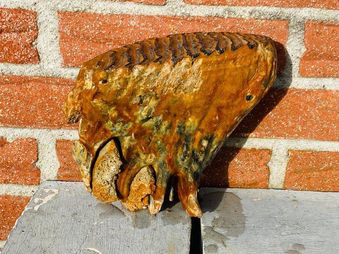 Wolharige mammoet - Fossiele kies - Mammuthus primigenius -, Verzamelen, Mineralen en Fossielen