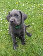 Labrador pup Grijs en Chocolade bruin uit Familie kennel, Dieren en Toebehoren, Honden | Retrievers, Spaniëls en Waterhonden, Meerdere