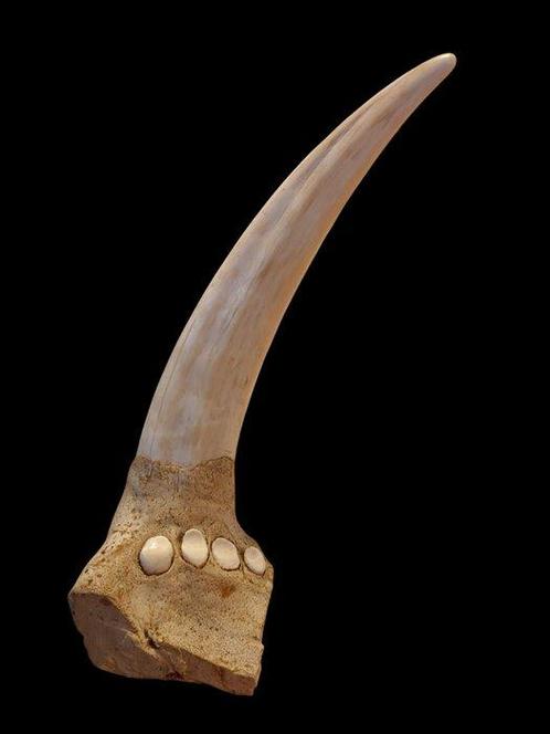 Walrus Taxidermie volledige montage - Odobenus rosmarus -, Verzamelen, Dierenverzamelingen