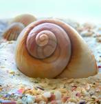 Kunstdruk Donna Geissler - Beach Shell IV 30x30cm, Verzenden, Nieuw