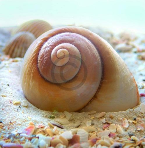 Kunstdruk Donna Geissler - Beach Shell IV 30x30cm, Huis en Inrichting, Woonaccessoires | Schilderijen, Tekeningen en Foto's, Nieuw