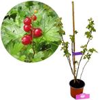 Ribes glandulosum + pot 14cm, Tuin en Terras, Verzenden, Volle zon