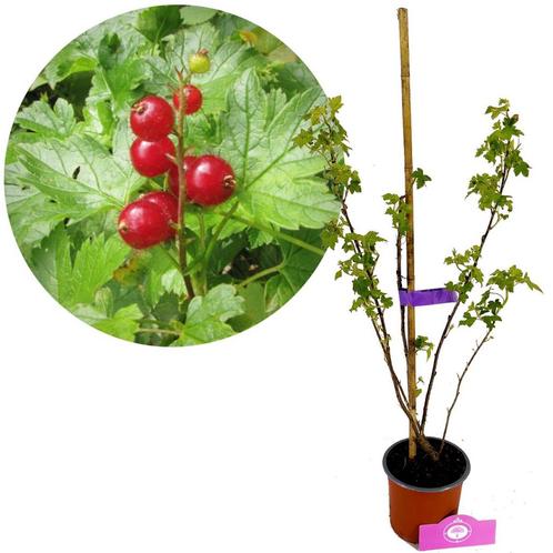 Ribes glandulosum + pot 14cm, Tuin en Terras, Planten | Tuinplanten, Verzenden