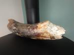 Wolharige mammoet - Gefossiliseerde slagtand - 48 cm - 10 cm
