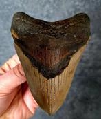Megalodon - Fossiele tand - Otodus (Carcharocles) megalodon, Verzamelen