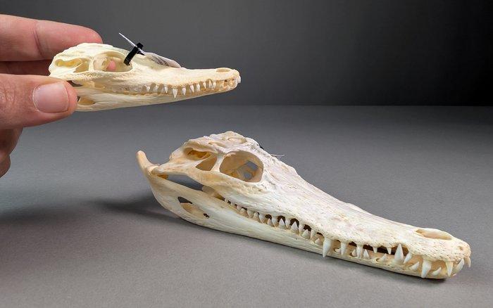Siamese krokodil Schedel - Crocodylus siamensis Pair (with, Verzamelen, Dierenverzamelingen